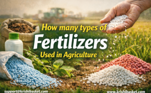 How Many Types of Fertilizers Used in Agriculture