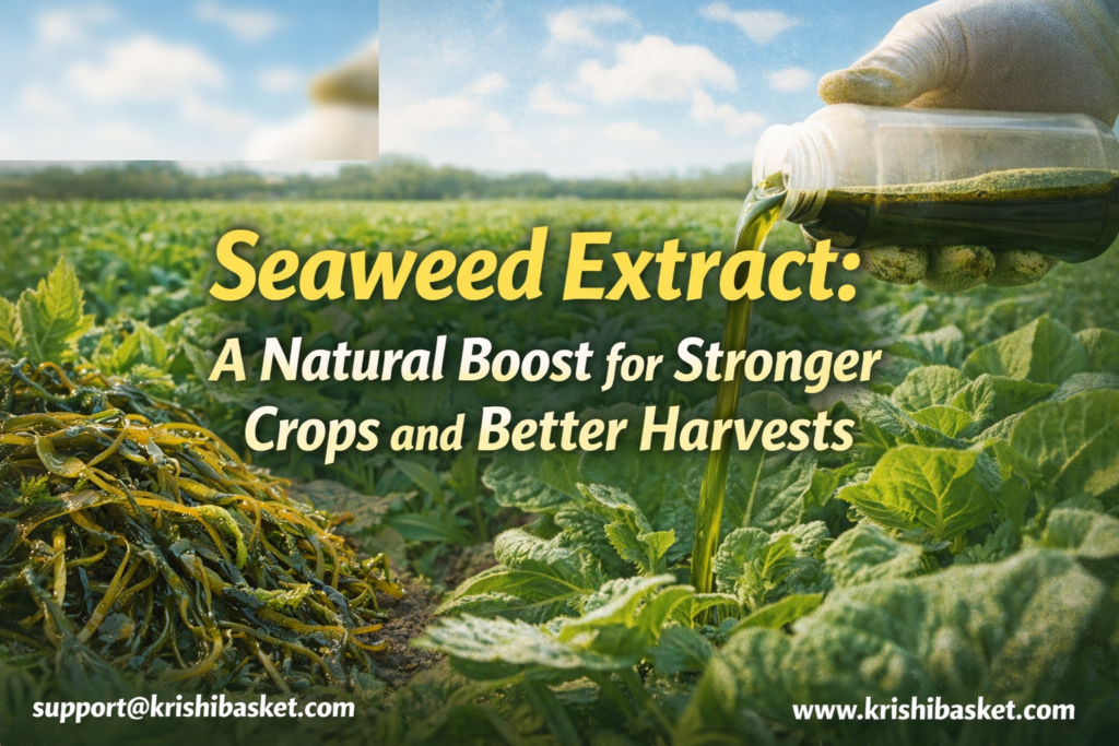 Seaweed Extract A Natural Boost for Stronger Crops and Better Harvests