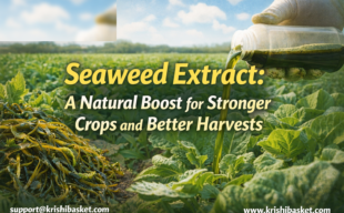 Seaweed Extract A Natural Boost for Stronger Crops and Better Harvests