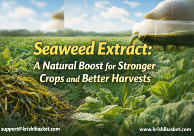 Seaweed Extract A Natural Boost for Stronger Crops and Better Harvests