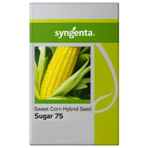 Syngenta Sugar 75 Sweet Corn Seeds
